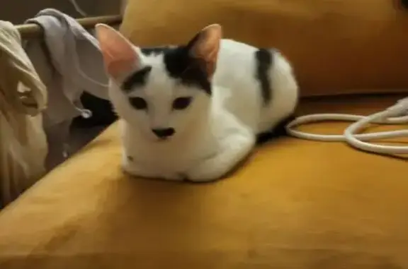 Chatte perdue noire et blanche à Perpignan - photo