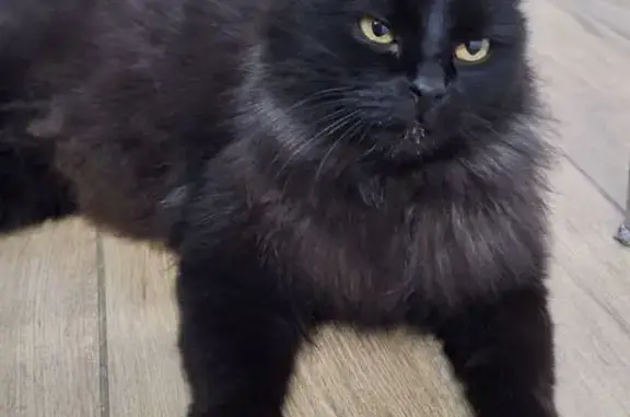 Знайдено кішку Софіївська борщагівка, фото: Знайдена пухнаста кішка на Борщагівці