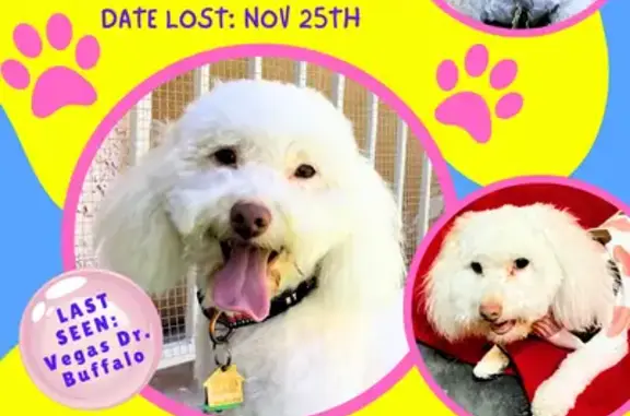 Lost pets Las Vegas, photo: Lost Poodle Mix: White, Tan Ear, Las Vegas