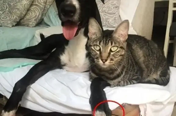 Perro Mestizo Perdido en Cancún - Macho, Collar Azul