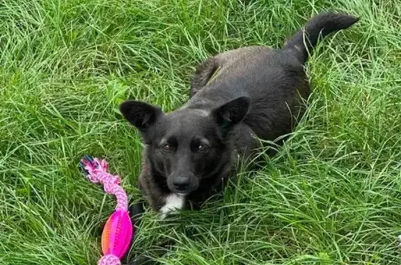 Зникла чорна собака з білими плямами в Гатному