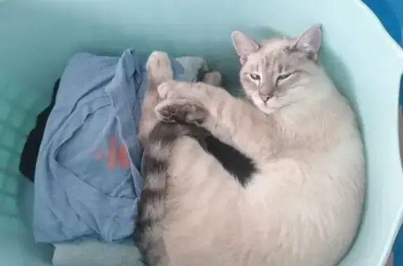 Animaux perdus , photo: Chat mâle blanc perdu, queue tigrée, Beaussault