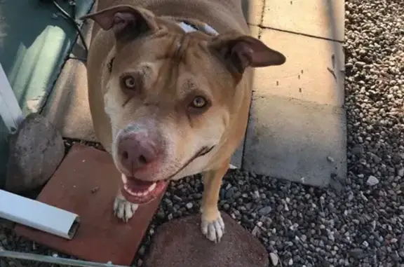 Found Tan Dog on Dobson & Baseline