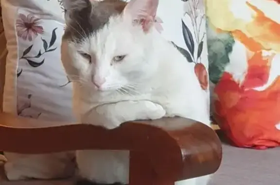 Lost Cat: Playful & Vocal, Dap...