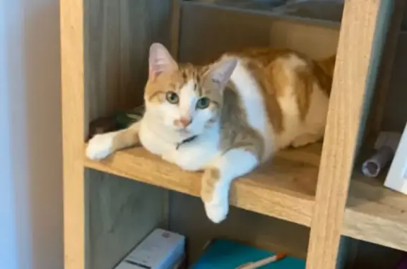 Gata Perdida: Blanca y Pelirroja con Hernia