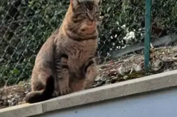 Chat trouvé , photo: Chat trouvé à Vionnais, sociable