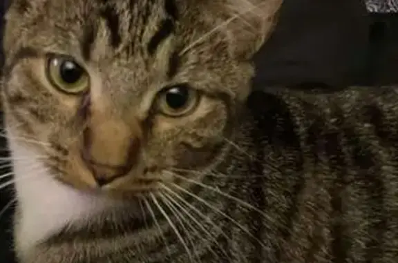 Missing cat Calumet City, photo: Lost Cat: Friendly Mom Missing in Calumet