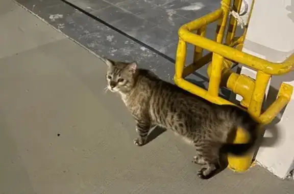Lost and found pets Singapore, photo: Found Cat in Singapore 680114 Area