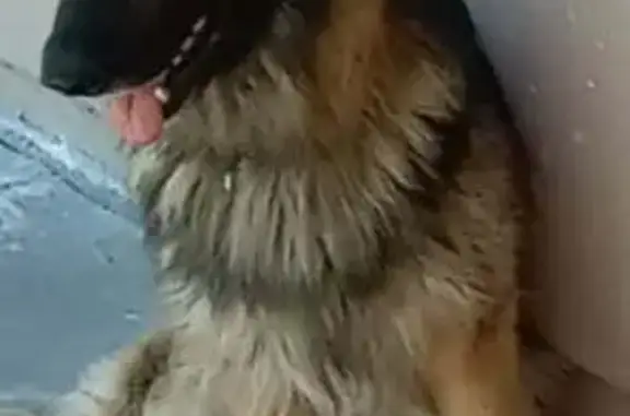 Lost pets Stockton, photo: Lost Dog on Thornton Rd, Stockton