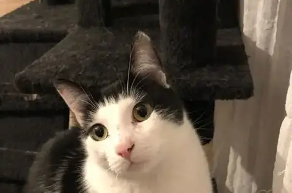 Chat perdu, craintif, noir et blanc, Varces - photo