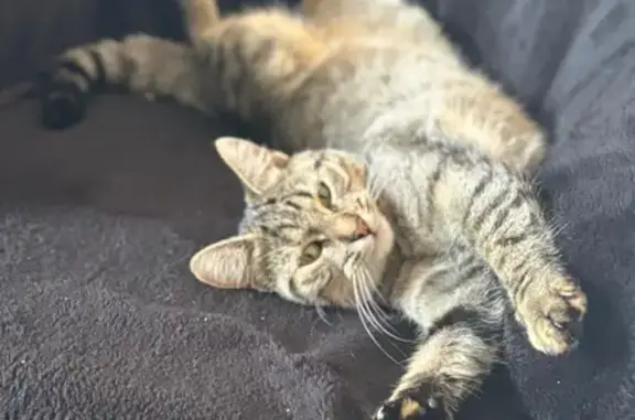 Petite chatte grise perdue à Plérin - photo