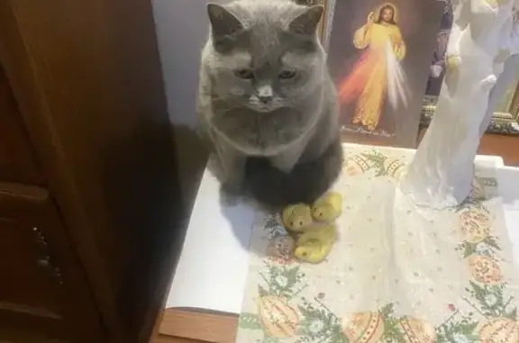 Зникла британська кішка на Зимовій, 35 у Львові