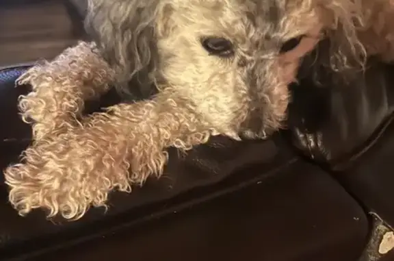 Lost and found pets Stockton, photo: Found: Friendly Older Male Mini Poodle