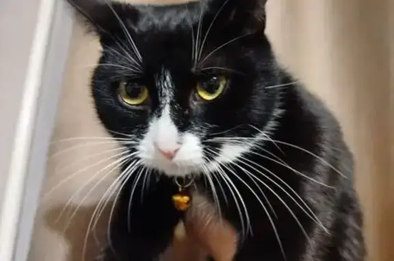 Зникла чорно-біла кішка з особливим носиком