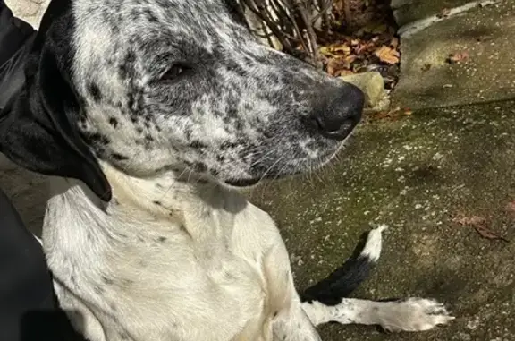 Animaux trouvés , photo: Chien trouvé à Gaujan, 8 mois, Aiko