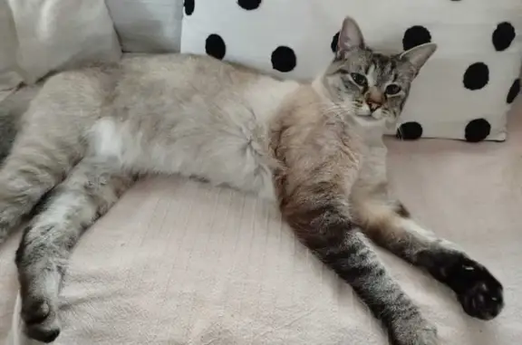 Chat perdu, yeux bleus, pelage siamois - photo