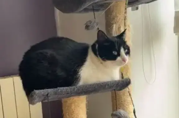 Animaux perdus Ploudalmézeau, photo: Perdue : Petite chatte noire et blanche