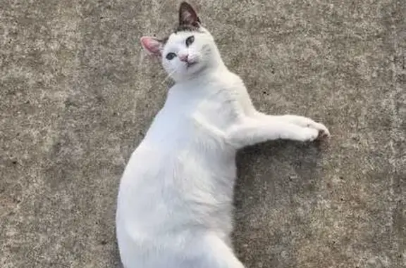 Chatte perdue: Minette, blanche tachetée - photo