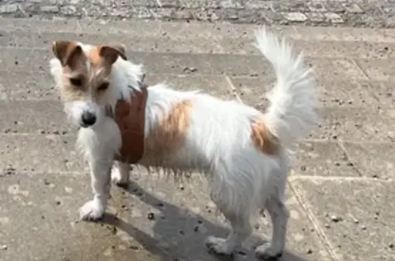 Chienne Jack Russel volée à Génicourt - photo