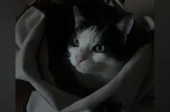 Animaux perdus Forbach, photo: Chat noir et blanc perdu à Forbach