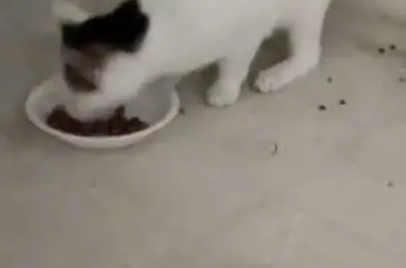 Chat perdu à Châteauneuf, Auvergne-Rhône-Alpes - photo