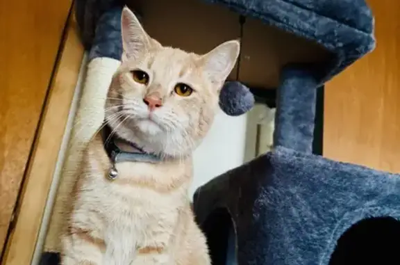 Missing cat Bowles, photo: Lost Cat Near Fresno: Gray Collar & Bell