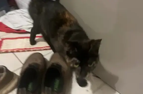 Animaux trouvés , photo: Chat noir-marron non craintif à St-Fuscien