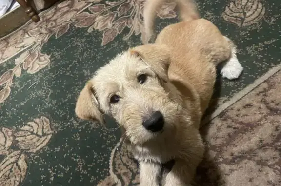 Зникла собака на Пролетарській, Заставне