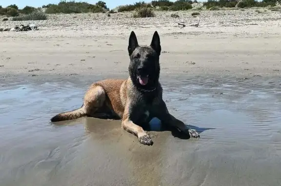 Chien Malinois perdu à Marseille 13004 - photo