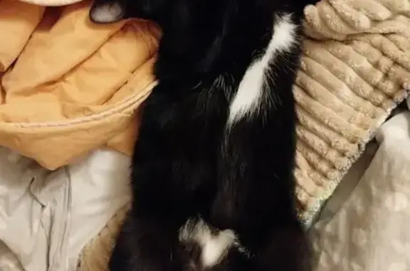 Chat perdue à Chassieu le 24 novembre - photo