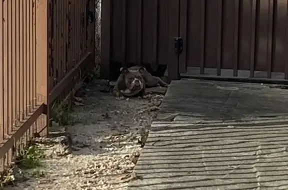 Disoriented Dog Found on E 1st Ave, Hialeah