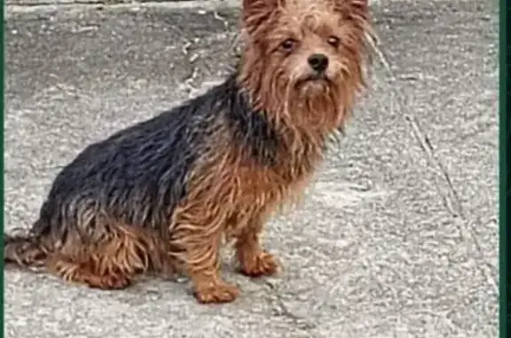 cachorro desaparecida