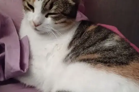 Chat perdu, , photo: Chat perdu sous la pluie à Rousset-les-Vignes