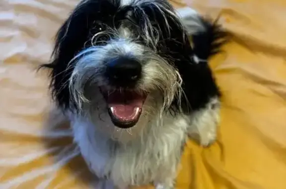 Found Dog: M25P+G37, Brooklyn, NY 11226