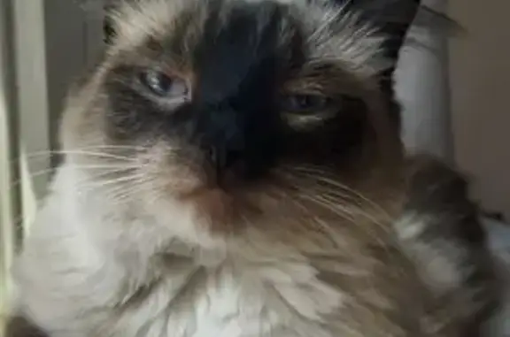 Missing cat Greeneville, photo: Help Find Our Skittish Cat on Unaka St