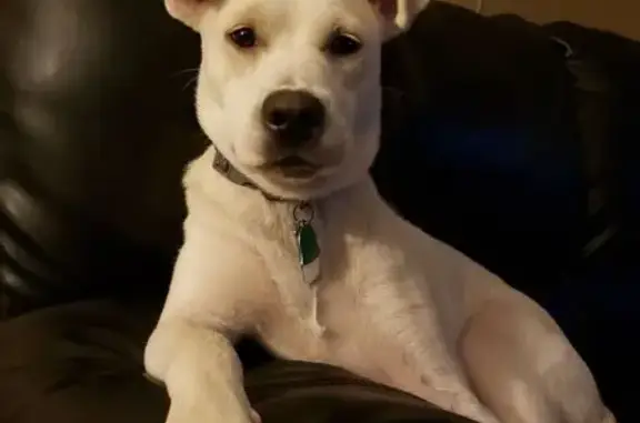 Lost: White Dog Luna, Lazy Eye, Ray City