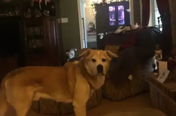 Lost Scared Dog: Blond, No Collar, Help!