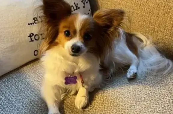 Lost Dog on West Woelfel Rd, Franklin