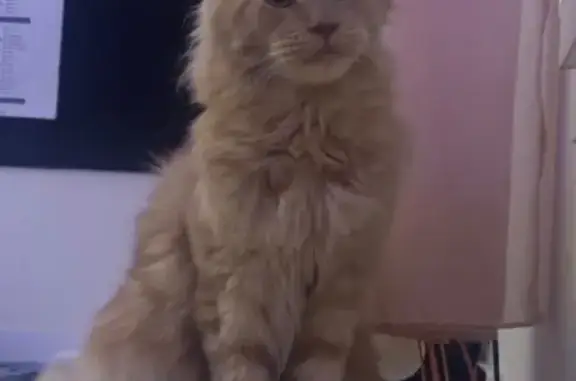 Chat roux volé à Mauguio, aidez SVP - photo