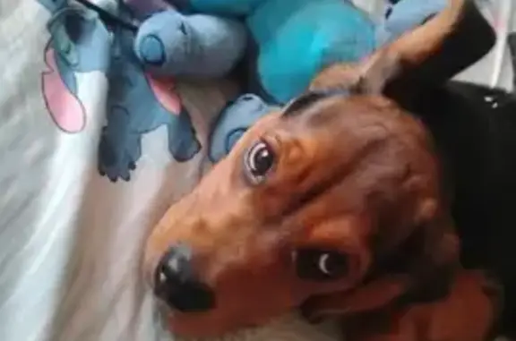 Lost Beagle Mix on Apple Blossom Ln