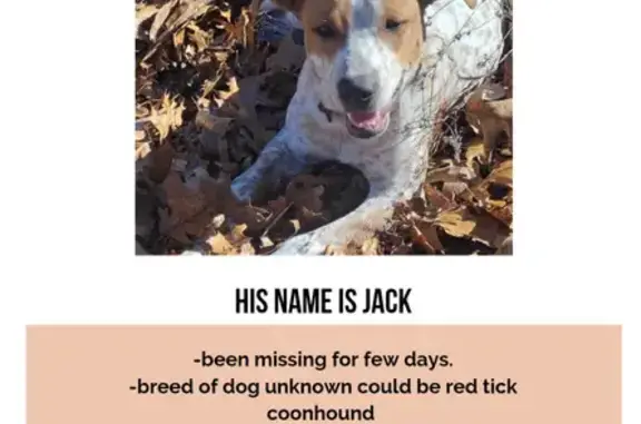 Lost Dog: Jack, Sweet Red Heeler Mix