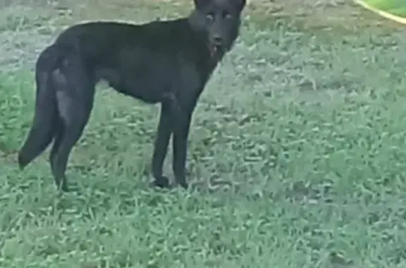 Lost Black Shepherd: Red Collar, Fairhope
