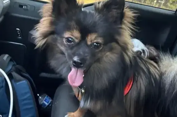 Missing: Friendly Pomeranian Mix Puppy