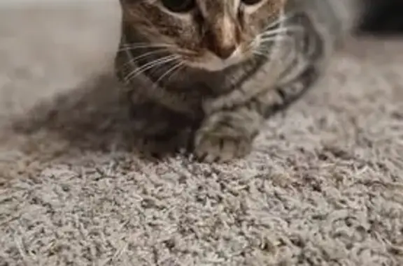 Missing cat Gadsden, photo: Lost Friendly Cat on Padenreich Ave