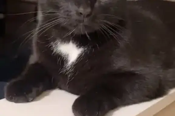 Missing cat Grayslake, photo: Lost Cat: Timid Black & White Pickles