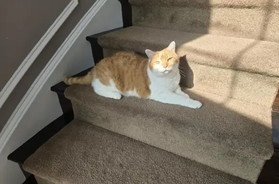 Missing cat Maryland City, photo: Missing: Friendly Orange Tabby in MD