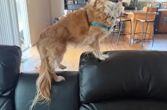 Lost Skittish Dog: 30th St, Greeley