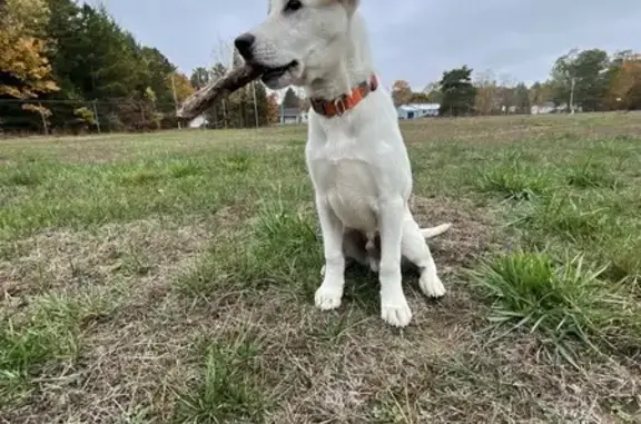 Lost White Lab Puppy on Hansonville Rd