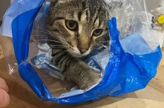 Missing cat Butler, photo: Lost Cat: Dark Grey, Green Collar, Butler