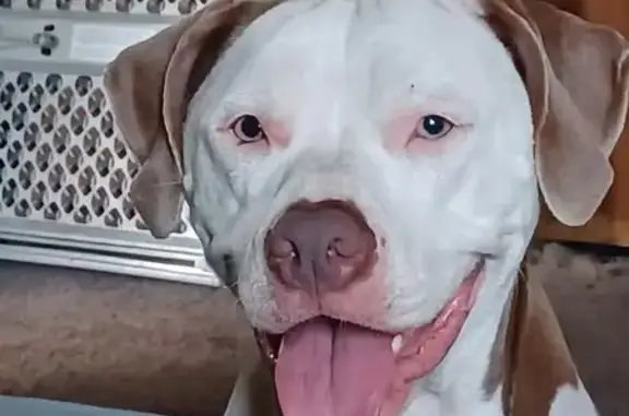 Lost Sweet Tan & White Dog - Wells St, MI